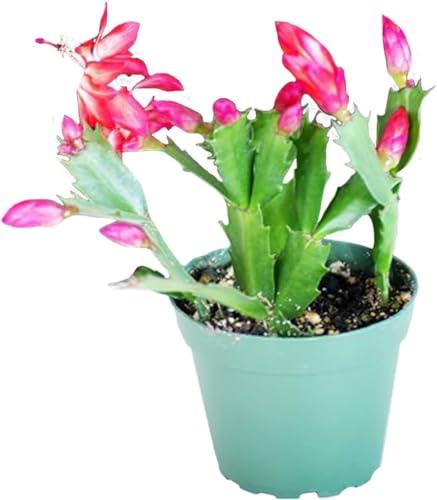 Cactus de Navidad la Planta Navideña de la Suerte Que Traerá Felicidad