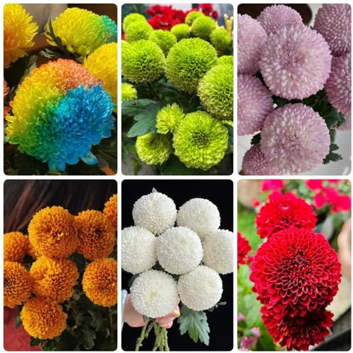 Semillas de Pompon Mamma, decoración de sala de estar semillas de silvestres exóticas semillas de verano de jardín de rocas resistentes raras 300pcs