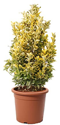Kentis - Euonymus Japonicus Aurea - Evonimo Giapponese - Piante Vere da Esterno da Siepe - Pianta da Giardino - H 100-125 cm Vaso Ø 30 cm