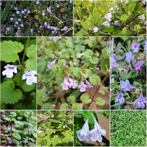 hiedra terrestre - semillas semillas de resistentes para el jardín jardín rocas resistentes para balcones silvestres hiedra terrestre 100pcs