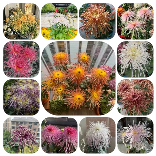semi di crisantemo resistenti - per esterni, perenni alla copertura del terreno decorativi da giardino 800pcs