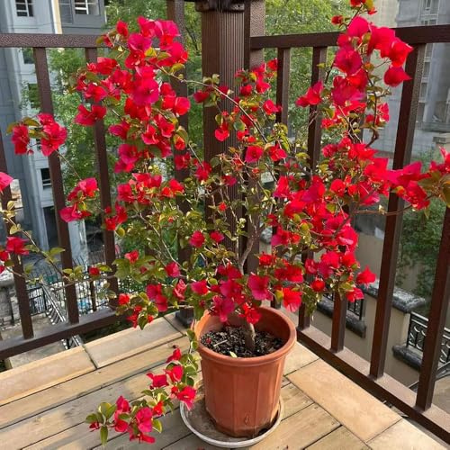 bougainvillea - blumenwiese gartenblumen bonsai topf pflanztöpfe kräutersamen blumensamen bougainvillea balkon deko garten - Seltene 180samen