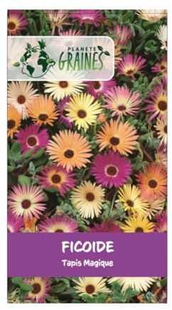 graines ficoïde a fleur variée (+/-) 600 GRAINES soit 0,2 grammes - tapis magique en mélange tapissant