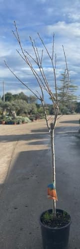 PIANTA DI CAKO CACO MELA IN MASTELLO DI 6 ANNI (FOTO REALE) H.160/180CM