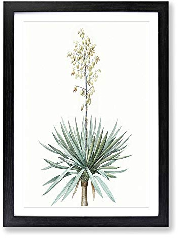 Adams Needle Yucca Flowers by Pierre-Joseph Redoute Framed Print | A2 Black Framed Wall Art | Ready to Hang | Modern Floral Picture | Living Room Bedroom Lounge Office