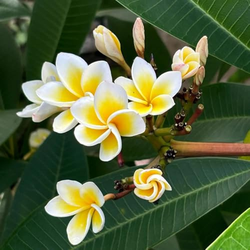 semi di plumeria, plumeria rubra, semi di perenni resistenti e perenni decorazione da giardino per esterni in vaso giardino arbusti da esterno arbusti 150pcs