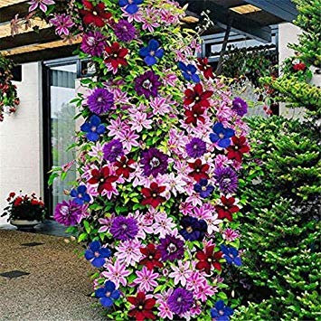 50X Multicolor Clematis Misto Piante rampicanti Semi di Fiori Giardino della casa Cl