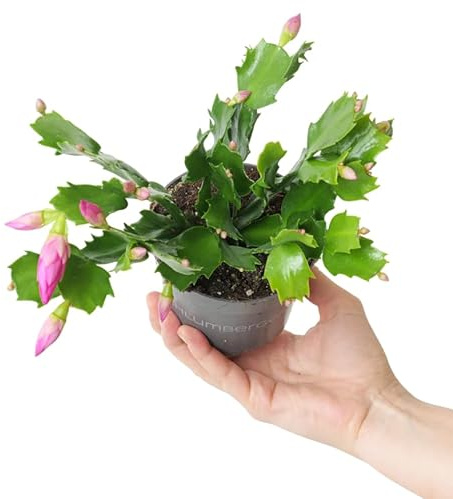 Cactus de Pascua Vivo Planta Natural que Decora y Alegra Espacios Interiores