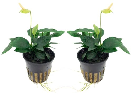 WASSERPFLANZEN WOLFF – 2 schöne volle Töpfe Zwerg-Speerblatt - Anubias nana | Robuste Vordergrund Aquariumpflanze | Aufsitzerpflanze für Wurzeln & Steine | barschfest & pflegeleicht