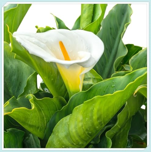 calla bulboso,bulbi di calla，Plump,Compatti,Intatti, Zantedeschia Bulbi, Sani, Robusti, Vigorosi -4 Bulbi
