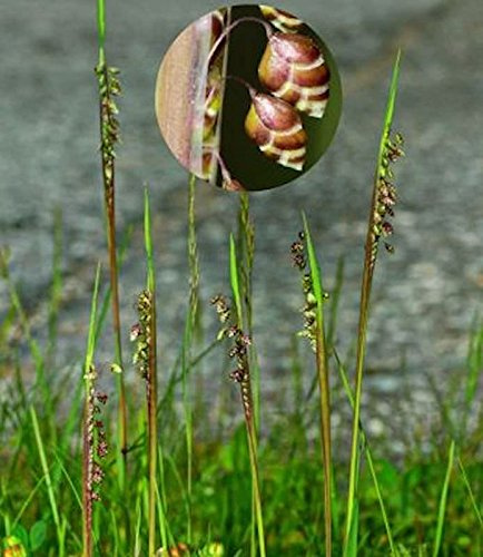 Zittergras - großer Topf - Briza media - lebende Gartenpflanze aus den Baumschulen