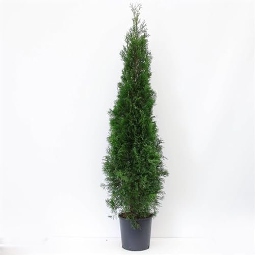 Tuia smeraldo Thuja occidentalis Smaragd pianta da siepe sempreverde in vaso ø30 cm h. 170/200 cm Vivaio di Castelletto
