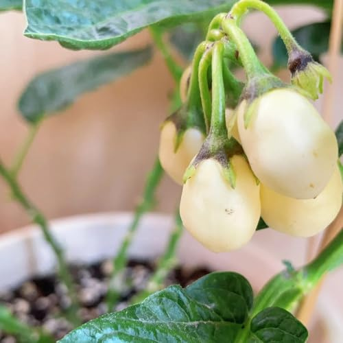 Melón pepino pera - melón pera Cultivo de verdes, de interior, jardín resistentess rápido crecimiento Comprar orgánicos 100semillas