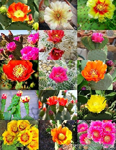 Fioritura Opuntia Cactus Mix, Rare Pkly Pear Cactus Deserto tonno Seed 20 Semi:Seeds