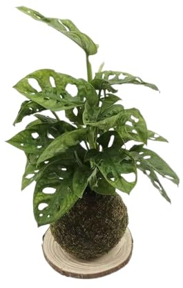Kokedama Monstera Adansonii Planta de Salón - DECOALIVE - Elaboración Artesanal - Árbol con Musgo