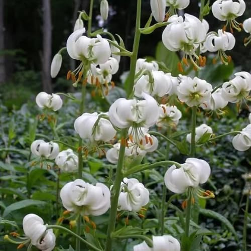 lirios silvestres, macizo de exóticas lirios Decoración de sala estar con camas elevadas Decoraciones jardín al aire libre,. pradera decorativas perenne 300semillas