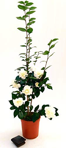 POWERS TO FLOWERS - CAMELIA JAPONICA BIANCA XXL, vaso 23cm, pianta vera