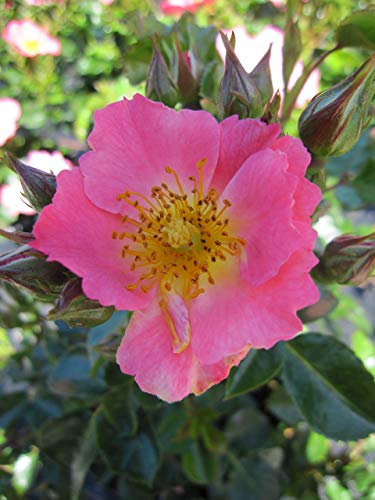 Baumschule Pflanzenvielfalt Rosa Pretty Girl® - Bodendecker-Rose Pretty Girl®