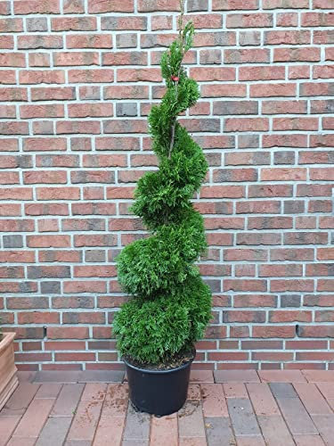 Thuja Spirale, Höhe: 150-160 cm, Smaragd-Edelthuja, Formpflanze, winterhart + Dünger