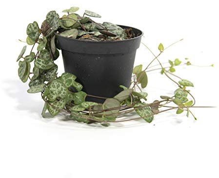 Ceropegia woodii, Zimmerpflanze im 8 cm Topf, Leuchterblume, hängend ca. 15 cm lang