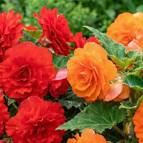Begonia Orange et Rouge Fimbriata - 5 Bulbes de Fleurs à Planter Exterieur - Plante Exterieur Jardin - Naturelle Plantes de Hollande (pas de graines, non artificielle)