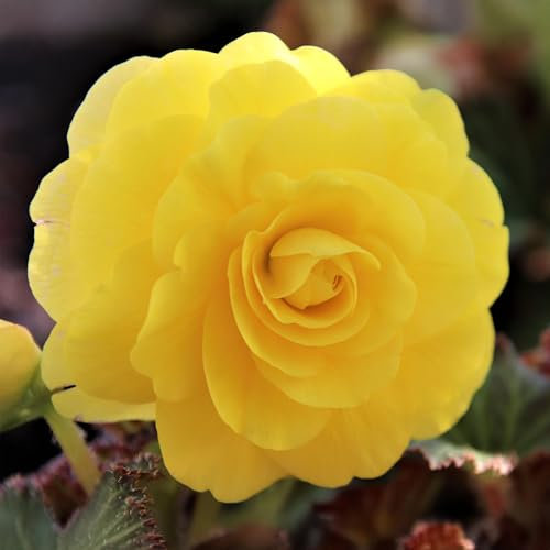 Begonia Yellow Double - Tuberous Perennial - Summer Flowering Garden Bulbs - Live Outdoor Plants for Pots and Borders - UK Gardens (3 Bulbs)