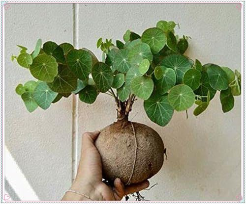 Mehrjährige Blumenzwiebel ist winterhart, Blumenzwiebel Mix, Garden,2025 Winterhart pflanzen,Mysteriöse magische Glühbirne-2 Stephania Erecta Knolle-A