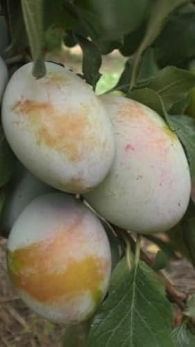 Pianta di Susino Felisio Bianca in Vaso da 20 cm