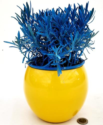 POWERS TO FLOWERS - LAVANDA COLOR LIFE BLU, IN VASO CERAMICA GIALLO, VASO 14CM DIAMETRO, piante vere