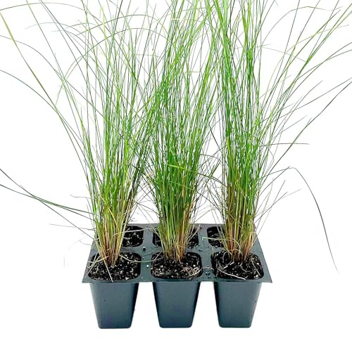 6 Pink Muhly Grass (Muhlenbergia capillaris) – Hardy Ornamental Grass with Airy, Cotton-Candy Pink Plumes | 2.5” Nursery Cubes, Ready-to-Plant Live Starter Plants
