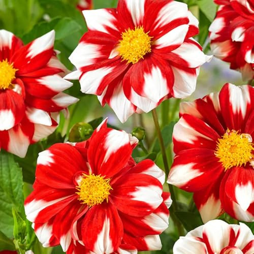 tuberi di dalia, dalie giardino di primaverili regalare rizoma dalia decorazioni giardino per esterni sostenibili copertura del terreno, resistente, 7bulbi