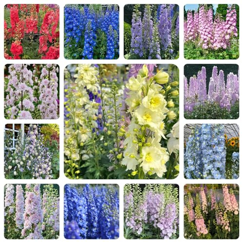 semi di speronella, resistenti perenni decorativi giardino 420pcs