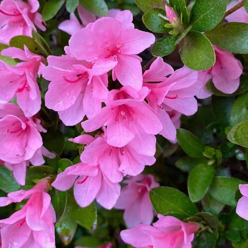 Semi di rododendro resistenti - azalea perenni rare biologici decorazione 35pcs