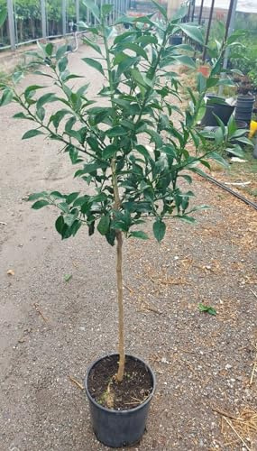 Citrus x junos - Yuzu 130-160 cm - Frostharte Zitrussorte bis -12°C - veredelt
