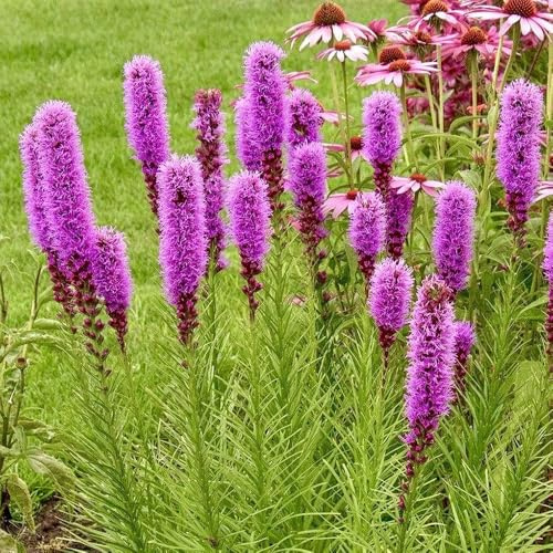 semillas de espuela de caballero de jardín, interior en al aire libre resistentes, primavera de variedades antiguas, 300pcs