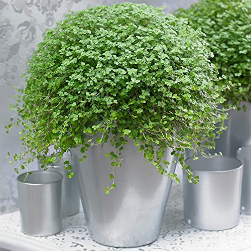 Soleirolia soleirolii Helxine Grün | Bubikopf Indoor-Topfpflanze