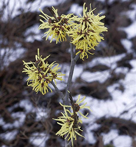 Zaubernuß Angelly 30-40cm - Hamamelis intermedia - lebende Gartenpflanze aus den Baumschulen