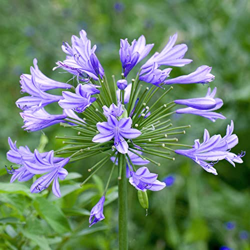 Agapanthe Charlotte Lys africain Plante vivace prête pour le jardin feuillu en pot
