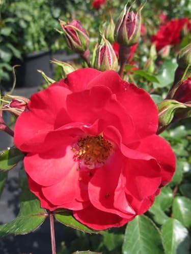 Rosa Rotilia ® - Beetrose - Kordes-Rose - ADR Rose - Rigo Rosen