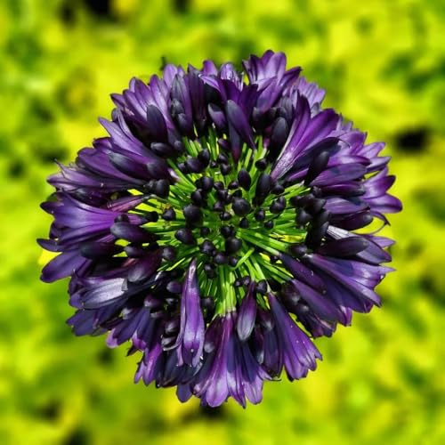 semillas de agapanto, orgánicas de balcón lirio africano silvestres primavera en raras. decoración 500pcs