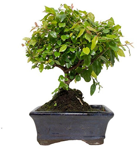 Bonsái Ciruelo Chino 9 Años Sageretia Theezans