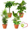 Lot de 4 plantes “Pet Friendly”, +/- 30–60 cm, ø 12–15 cm pot, Palmier d’intérieur, Bananier, Arbre à monnaie, Calathea, non toxique & sans danger pour les animaux