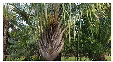 Stk - 10x Dypsis decaryi Dreieck Palme Garten Pflanzen - Samen ID773 - Seeds & Plants Shop by Ipsa