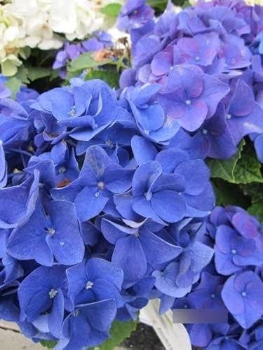 Hydrangea macrophylla Jip Blue - Bauernhortensie Jip Blue