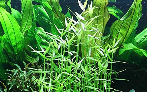 AquaOne Aquarium Pflanze Murdannia keisak Stängelpflanze voll durchwurzelt | einfach pflegeleicht Aquascaping Dekoration