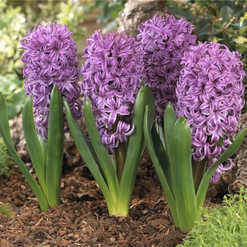 Giacinto bulbi,piante erbacee perenni, bulbi da fiore resistenti al freddo e alla siccità,giacinto d acqua pianta(senza semi,non artificiale e resistente al freddo)-8bulbi-E