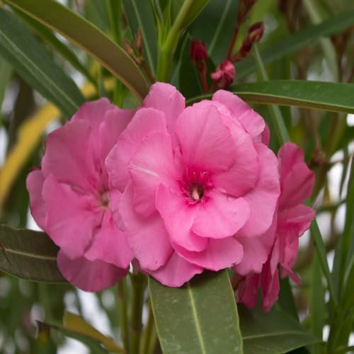 100pcs Pink Oleander Flower Seeds