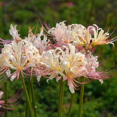 bulbos de lycoris radiata - lirio araña, jardín resistentes Balcón 8pcs