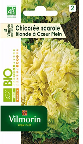 Chicorée Scarole Blonde à Cœur Plein - BIO