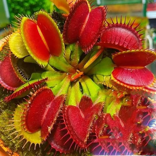 Generic 100pcs Venus Fly Trap Plant Seeds Green red